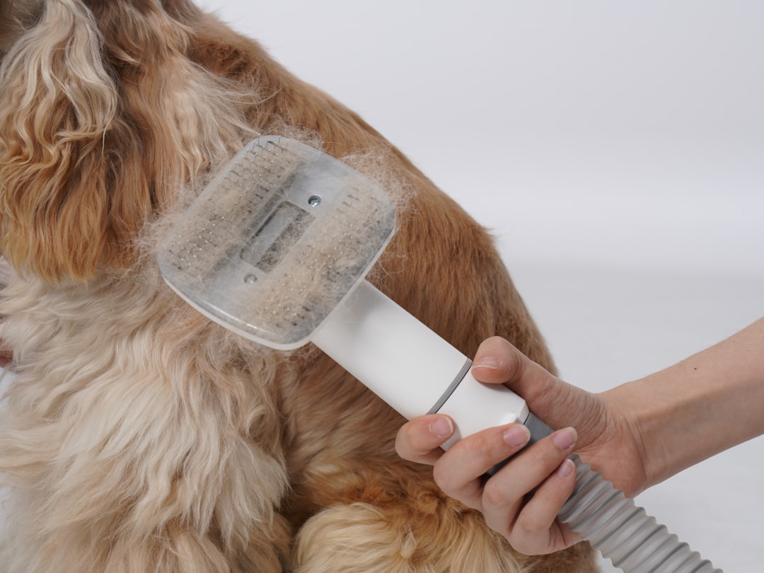 Using a grooming brush to remove fur from a long-haired dog