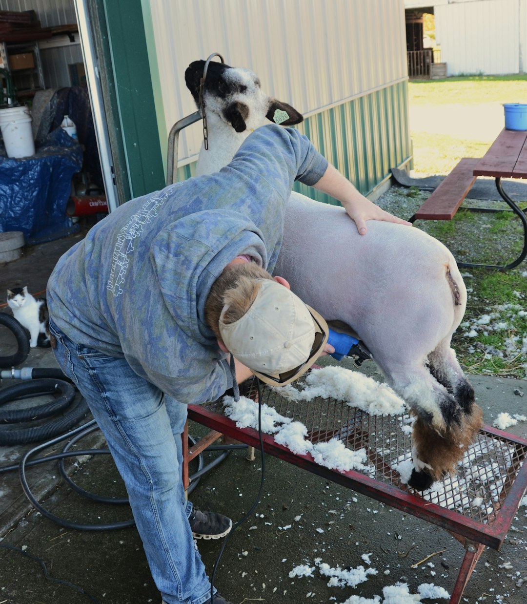 Shearing the Show Sheep